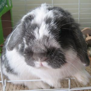 Meet your Posher, Carlina